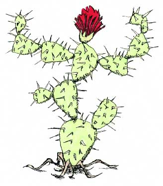 m6-Kaktus